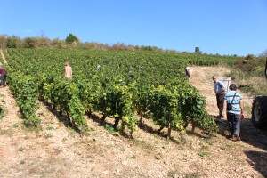 VENDANGES 2019