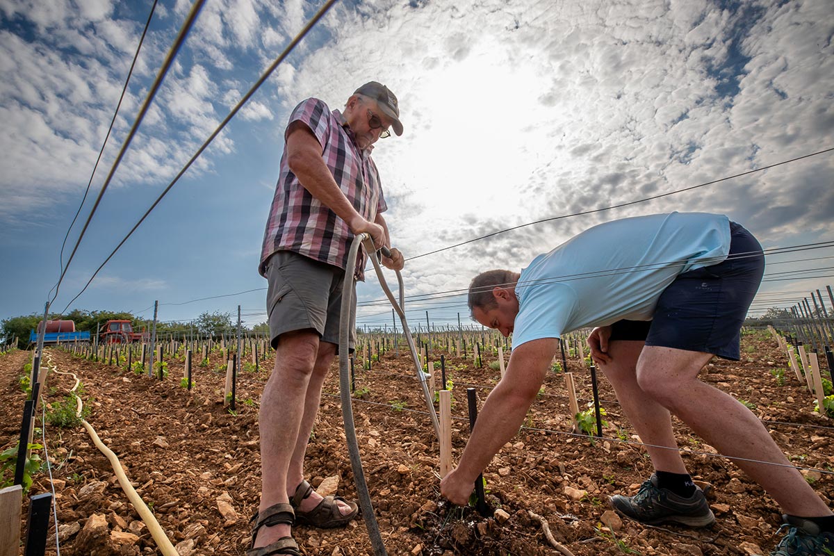 Travail des sols dans les vignes du Domaine Germain