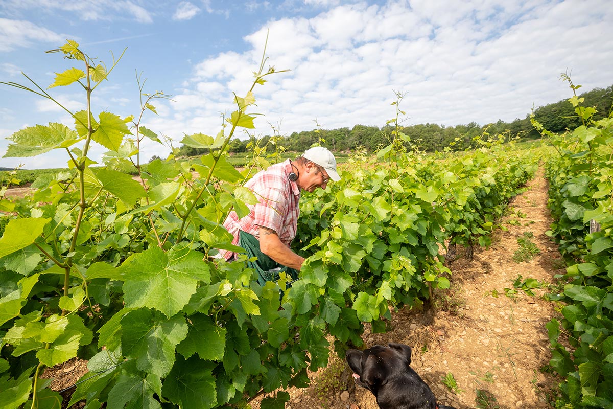 Intervention manuelle dans la vigne