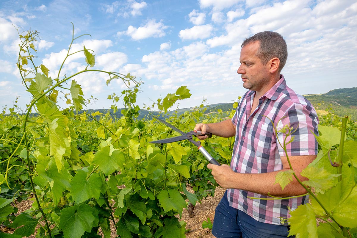 Observation des parcelles par Arnaud Germain