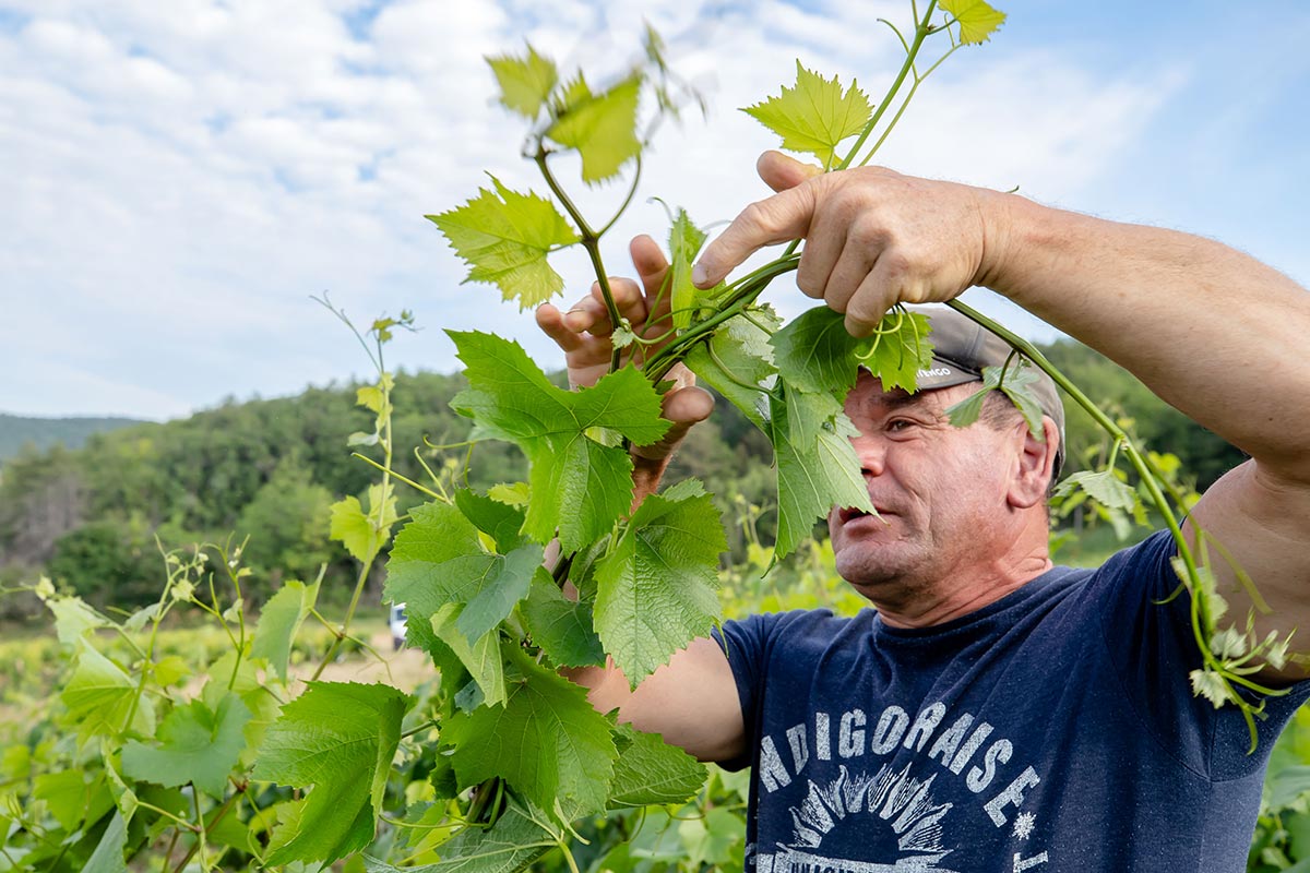 Détail du travail parcellaire au domaine