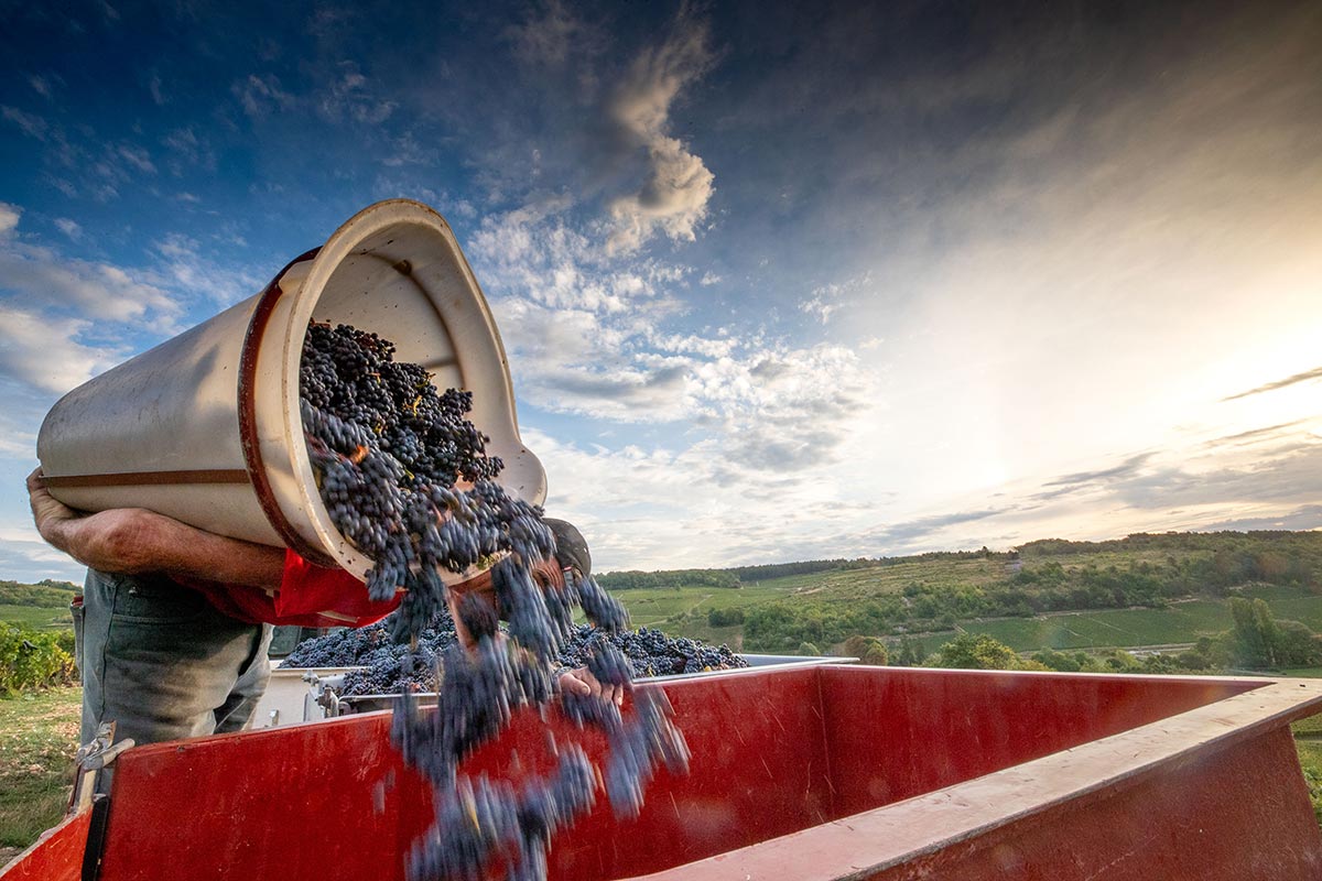 Vendanges manuelles au Domaine Germain
