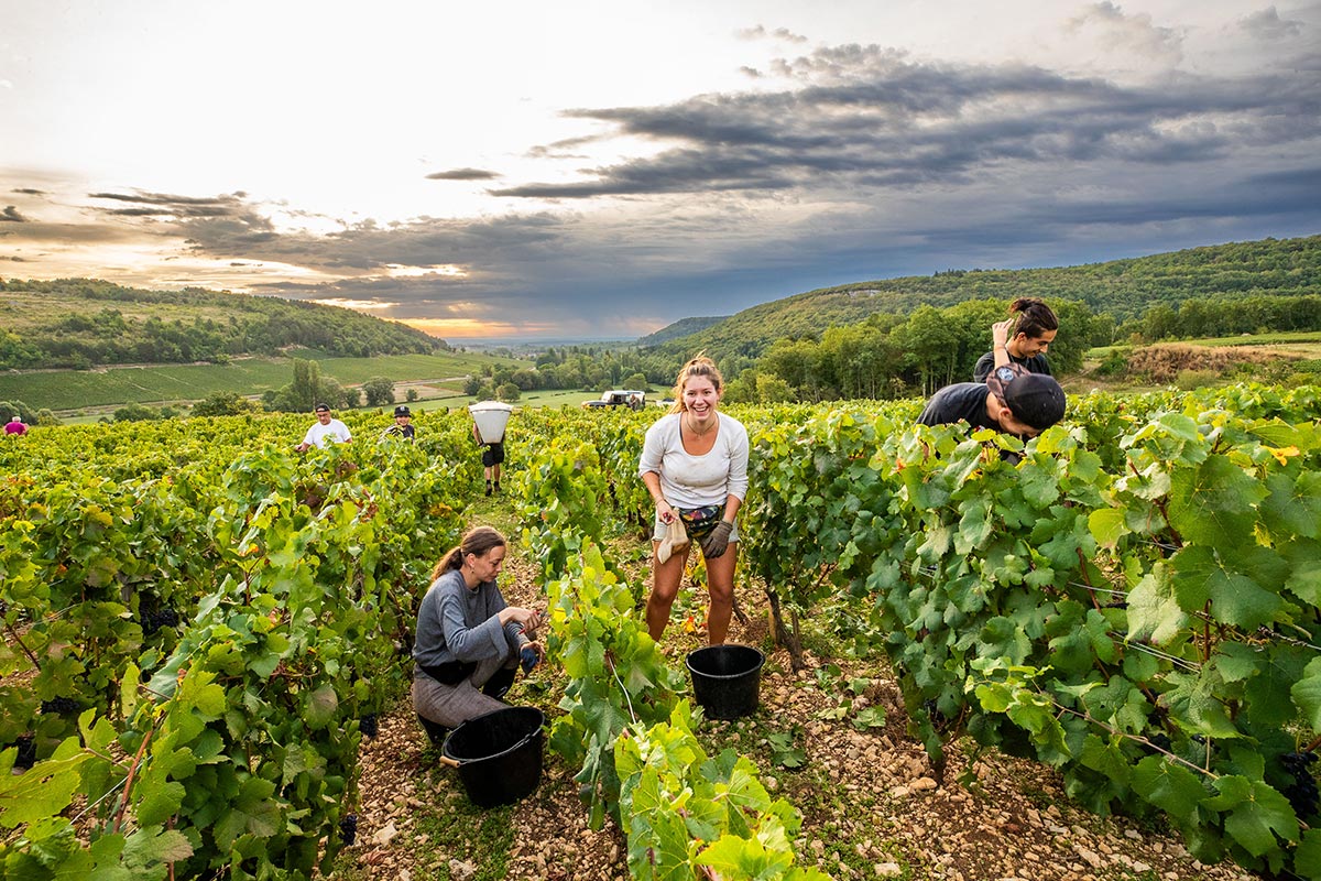 Tri des raisins pendant les vendanges