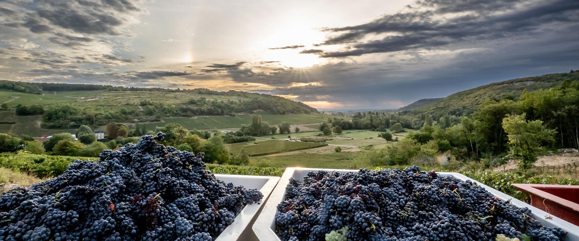 Domaine Germain — Saint-Romain, Côte de Beaune