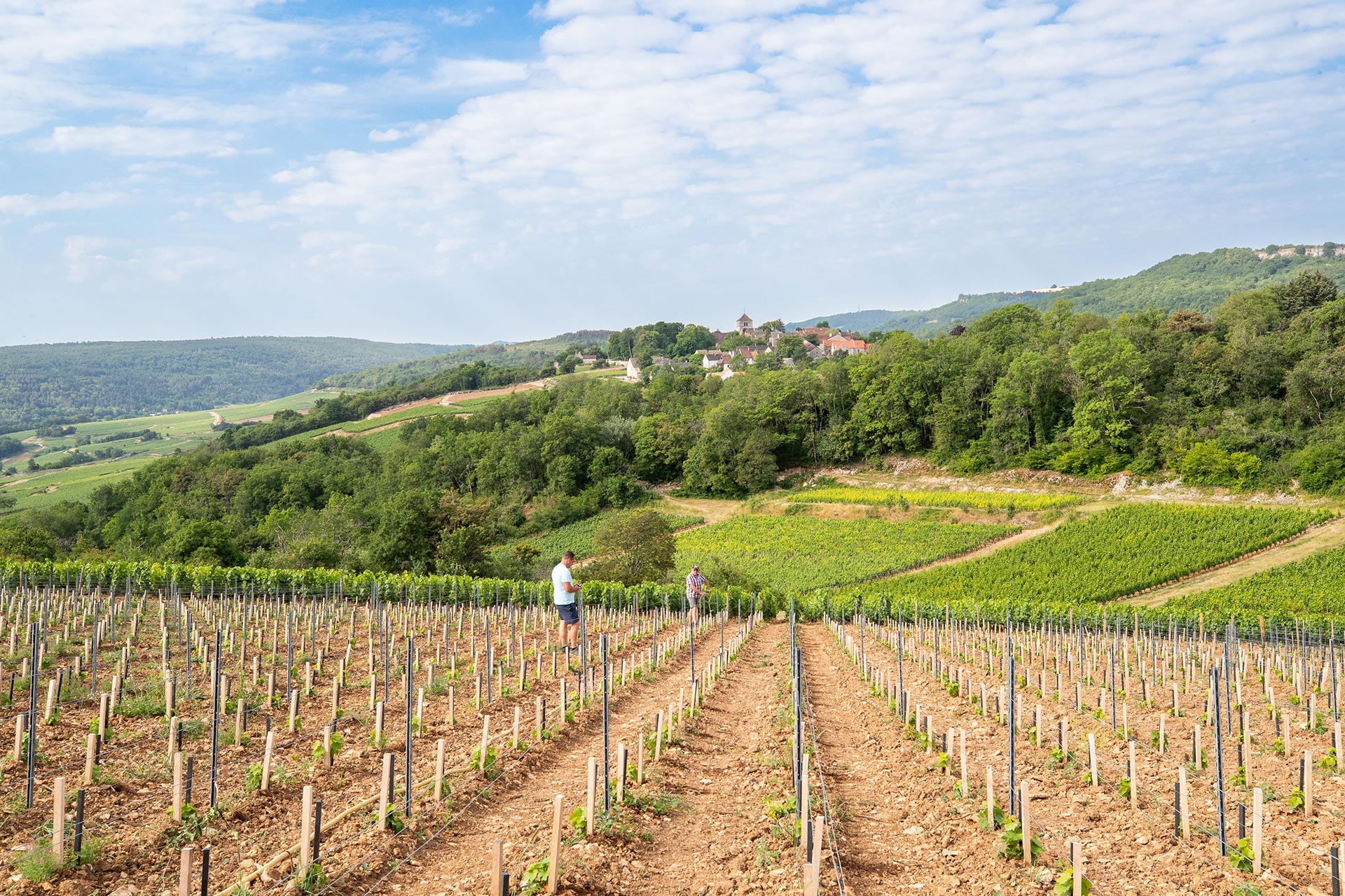 Savoir-faire du Domaine Germain — Saint-Romain